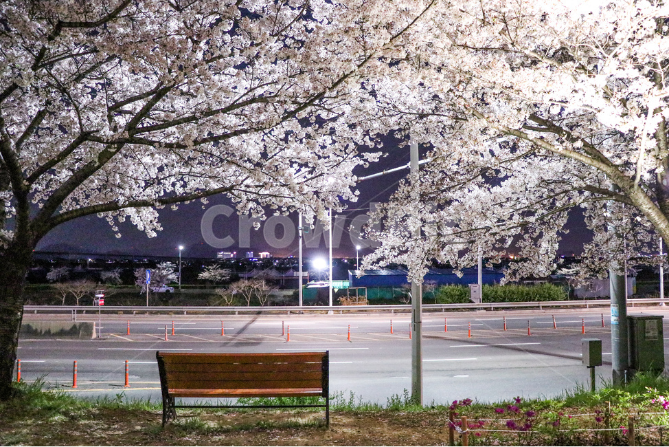 벤치,bench,plant,식물,벚꽃