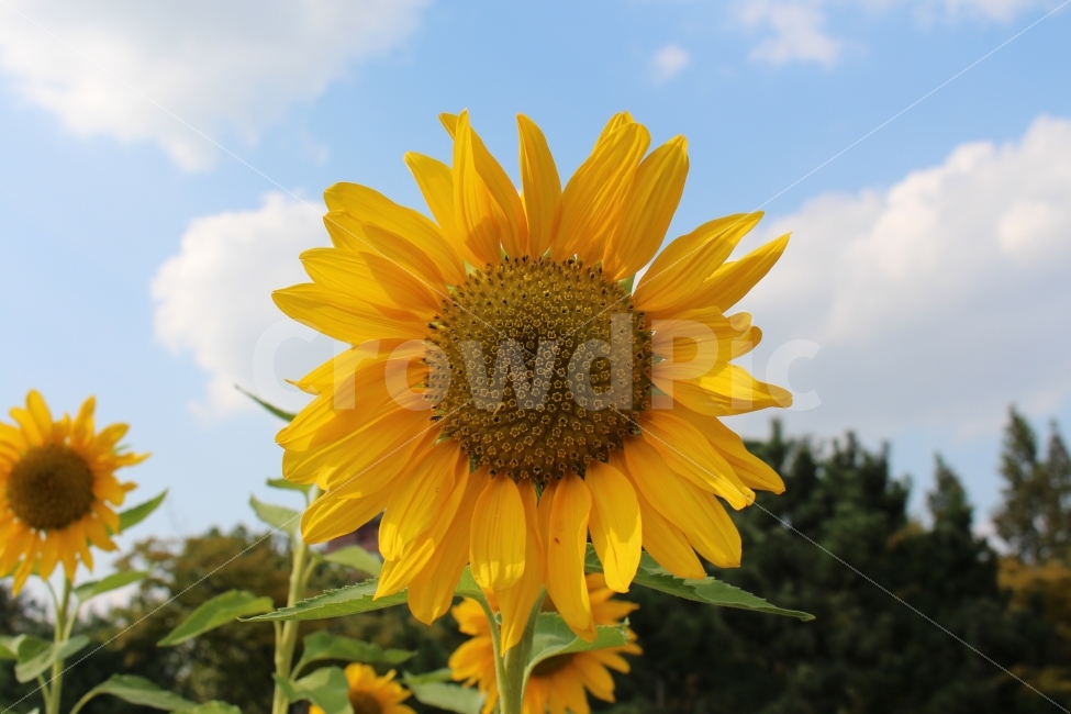 가을,해바라기,파란하늘,구름,가을하늘,여름,계절,summer,season,식물,자연,plants,nature,꽃,flower,plant,blossom