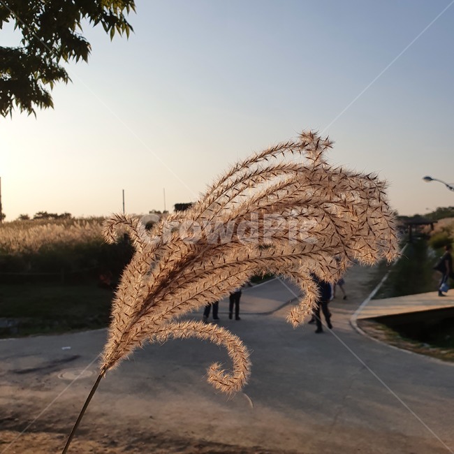 억새,하늘공원,해질녘,노을,자연,억새밭,가을,계절,fall,autumn,season,grass,잔디,plant,식물,dinosaur,공룡,animal,동물,lawn