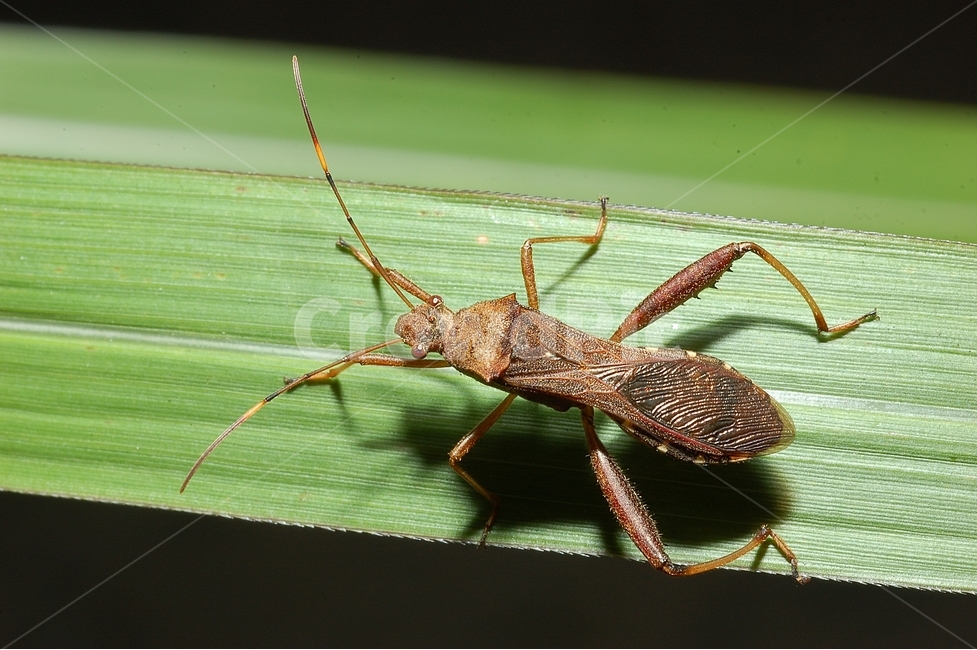 자연,곤충,벌레,접사,클로즈업,macro,micro,노린재,톱다리개미허리노린재,stinkbug,bug,insect,동물,animal,곤충,벌레,insect,bug