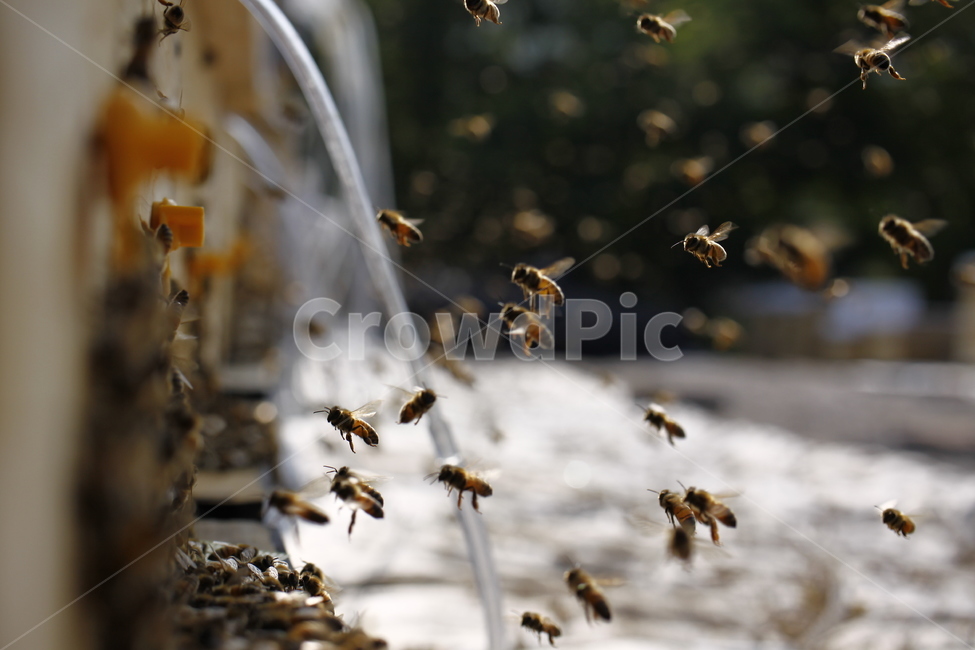 양봉,출입,착륙,꿀벌,비행,동물,animal,곤충,벌레,insect,bug
