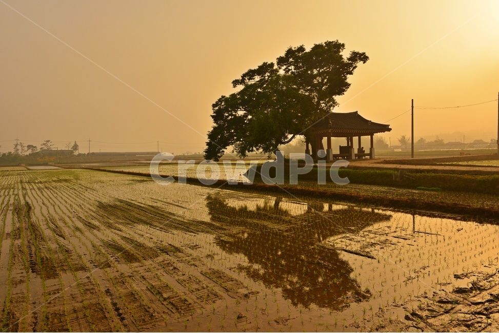 landscape,경치,nature,자연,outdoors,옥외,scenery,풍경,나주,남평,들녁,벼농사,논,물,농업,농사,경작,영농