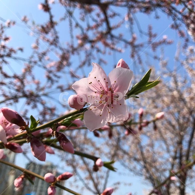 꽃,벚꽃,벚꽃축제,하늘,나뭇가지,새싹,근접사진,식물,자연,plants,nature,꽃,flower
