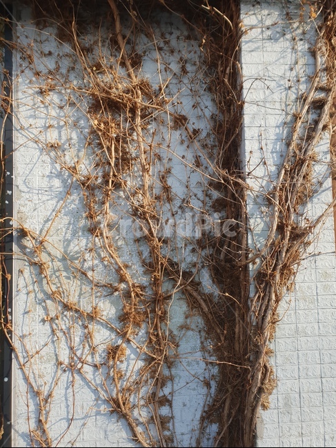 넝쿨,벽,나뭇가지,잎사귀,겨울,타일,식물,자연,plants,nature