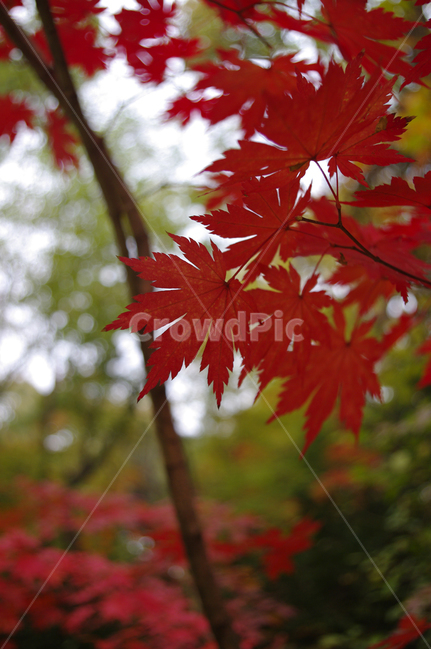길,가을,fall,나무,식물,plant,단풍,잎,가을,계절,fall,autumn,season,식물,자연,plants,nature,leaf,tree