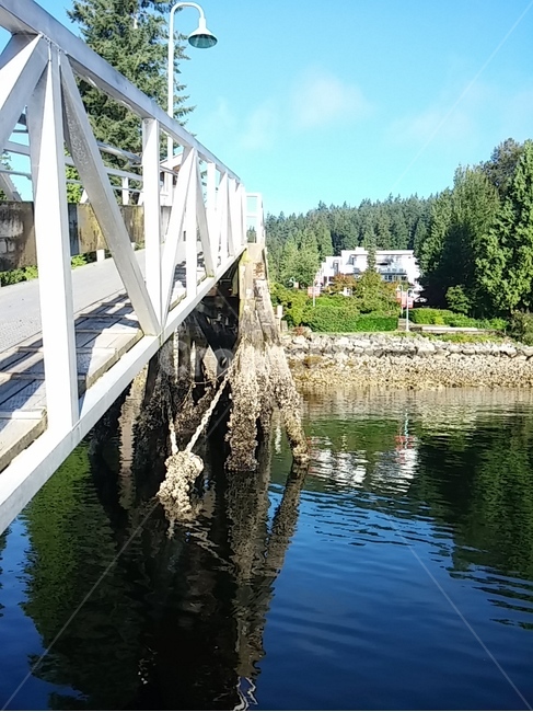 물,워터프론트,나무,water,waterfront,풍경,해,빛,자연,nature