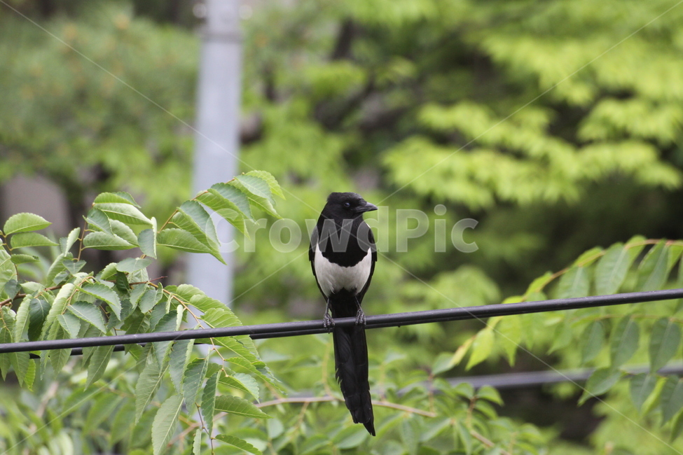 까치,전선,새,조류,동물,bird,자연,전깃줄,동물,animal,조류,새,birds