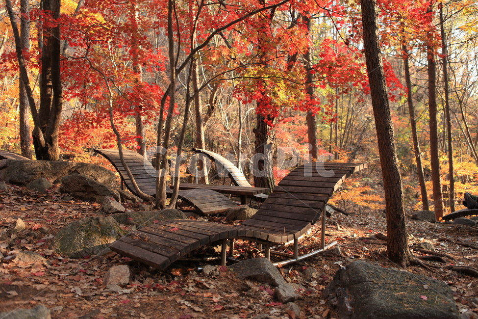 숲,휴식,힐링,단풍,나무,가을,계절,fall,autumn,season,자연,풍경,nature,landscape,식물,plants,나무,trees,wood,leaf,잎,plant,tree