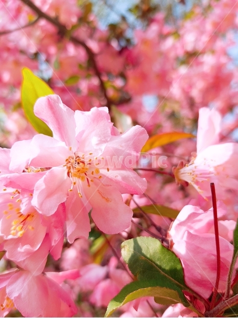 꽃,봄,분홍,blossom,plant,식물,자연,plants,nature,꽃,flower