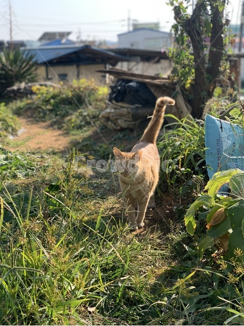 고양이,cat,치즈태비,catnap,애완동물,마당고양이