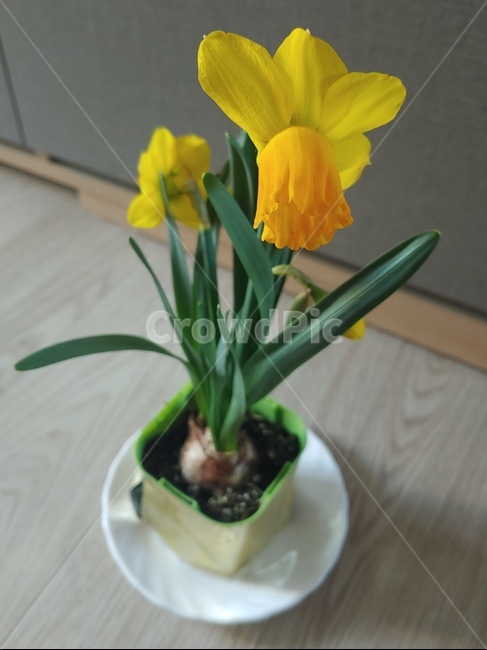 수선화,미니화분,기분전환,노란꽃,꽃,꽃사진