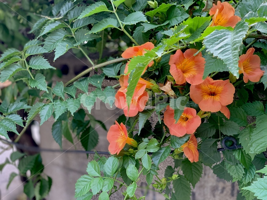 꽃,flower,주황,orange,푸릇함,싱그러움,자연,nature,잎,leaf