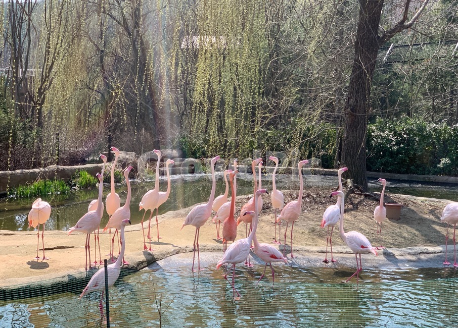 animal,동물,홍학,flamingos,새,bird,mammal,포유류,동물원,zoo,초식동물,야생동물,wildanimal,wildlife