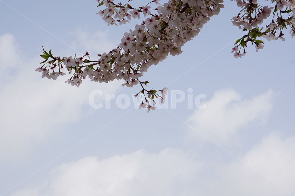 벚꽃,꽃,하늘,여백,봄,공간,설레임,봄,계절,spring,season,식물,자연,plants,nature,꽃,flower,plant