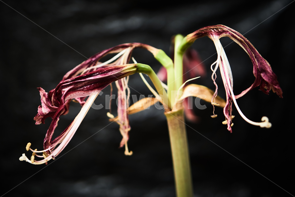 시든,난,꽃,생화,식물,조화,flower,plant,nature,자연,식물,자연,plants,nature,꽃,flower