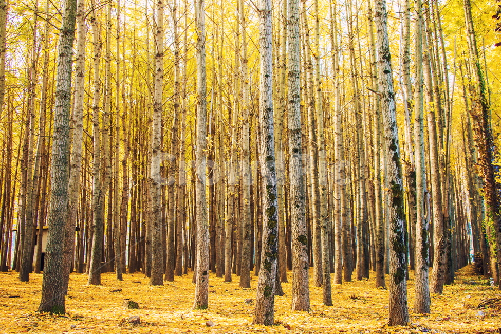 은행나무,은행,풍경사진,가을풍경,풍경,tree,나무,plant,식물