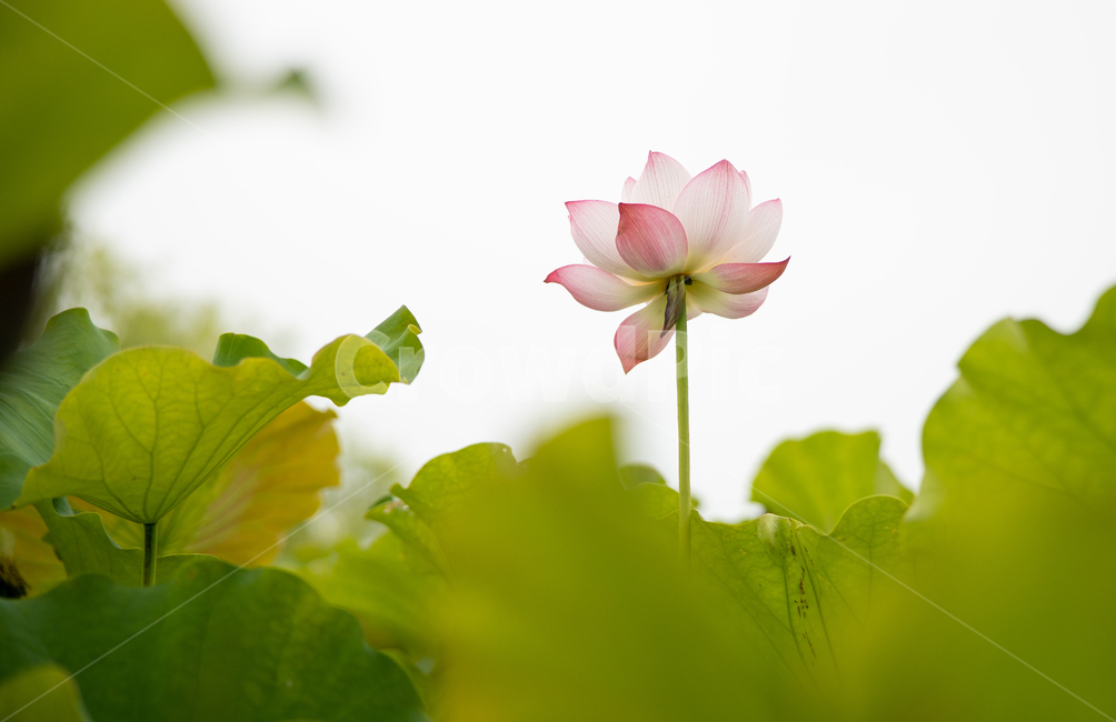 궁남지,연꽃,plant,식물,꽃,부여,식물,자연,plants,nature,꽃,flower