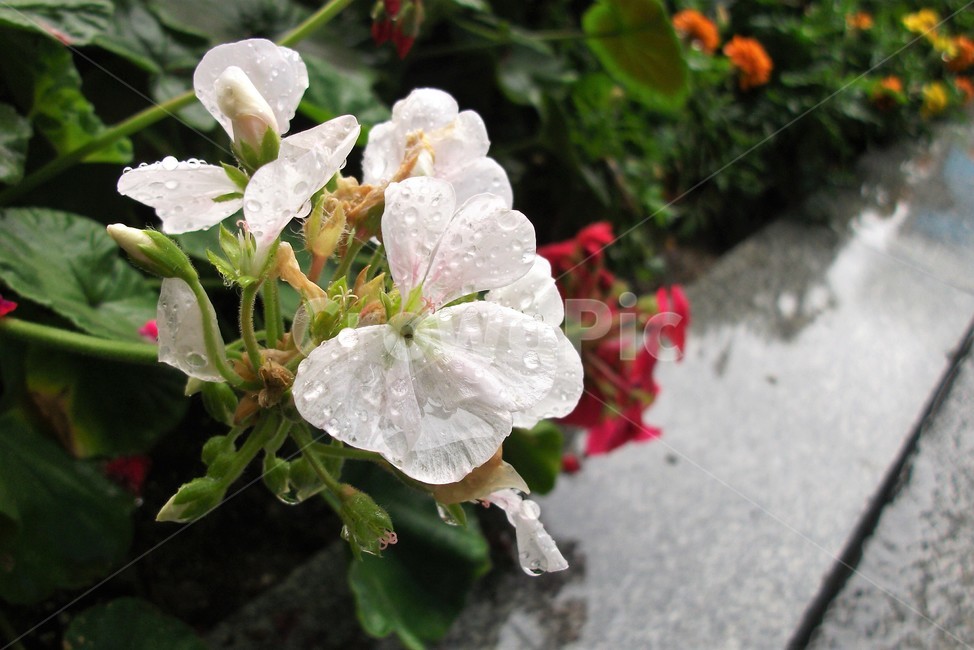 꽃,아름다움,비,물방울,자연,싱그러움,flower,rain,fresh,beautiful,plant,식물,자연,plants,nature,꽃,flower