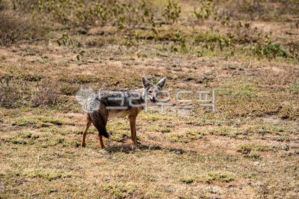 animal,동물,coyote,코요테,mammal,포유류