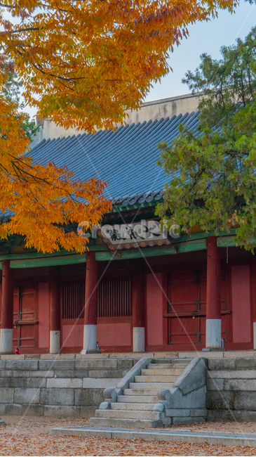 명륜당,단풍,문화재,가을,성균관,가을,계절,fall,autumn,season,한국전통,한국문화,korean traditional,korean culture,건축물,건물외관,exterior,building,structure,architecture,construction,leaf,잎,plant,식물,tree,나무