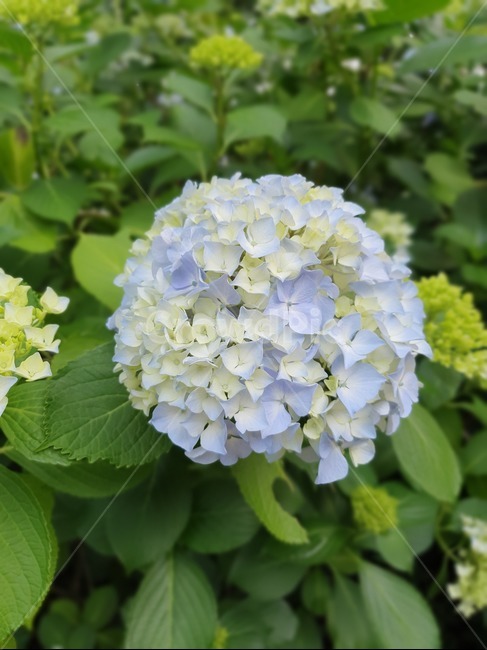 blossom,꽃,plant,식물,flower,식물,자연,plants,nature,꽃,flower