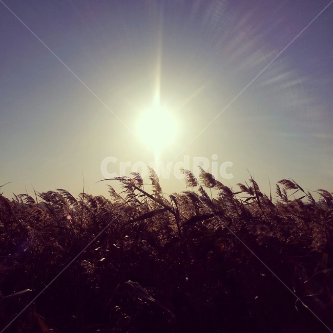 갈대밭,갈대,가을,갈대숲,차분한,자연,풍경,nature,landscape,plant,식물,grass,잔디,light,빛,flare,플레어,sunlight,햇빛