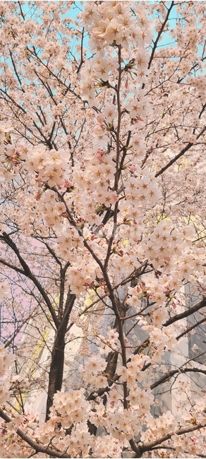 벚꽃,꽃,blossom,봄,봄꽃
