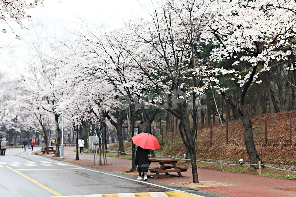 벗꽃,꽃,봄,봄꽃,풍경,자연,배경