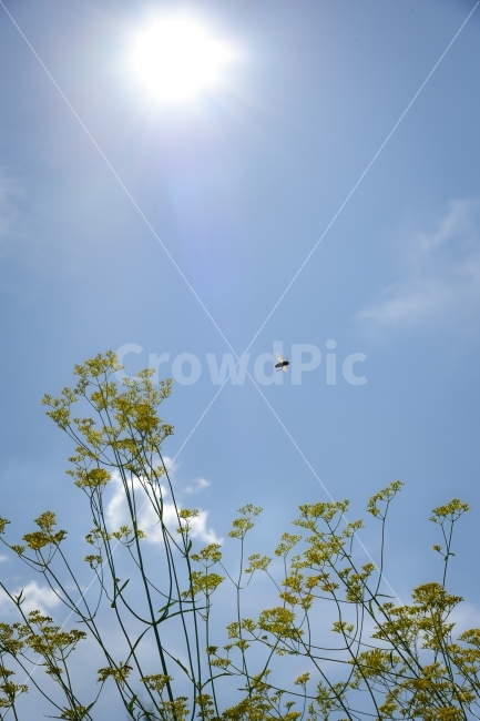 가을,가을꽃,벌,슌간포착,꽃,가을하늘,구름,식물,자연,plants,nature,꽃,flower,동물,animal,곤충,벌레,insect,bug
