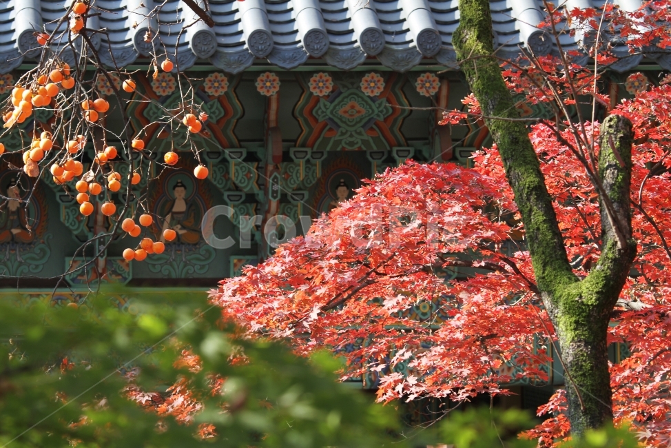 기와지붕,감,단풍,가을,기와,단풍잎,단풍나무,감성사진,가을,계절,fall,autumn,season,한국전통,한국문화,korean traditional,korean culture,식물,자연,plants,nature,나무,trees,wood,종교,신앙,religion,belief,faith,과일,열매,fruit,plant,tree,leaf,잎,maple