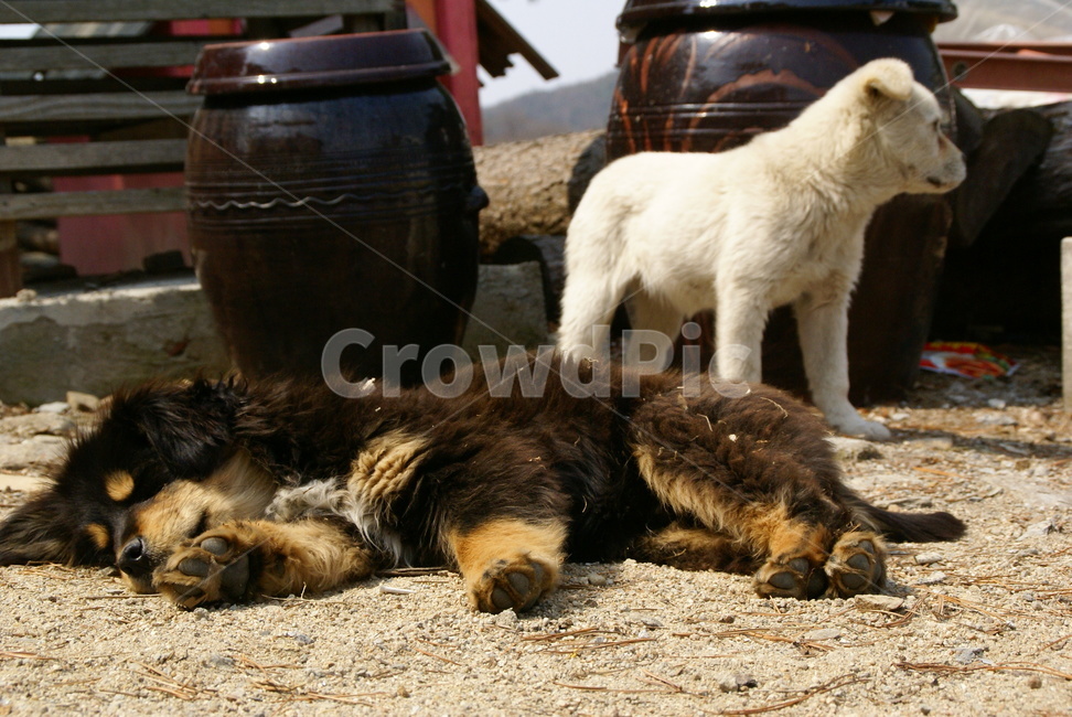 강아지,동물,개,백구,시골,눈빛,흰둥이,새끼개,동물,animal,포유류,mammal,개,강아지,dog,doggy