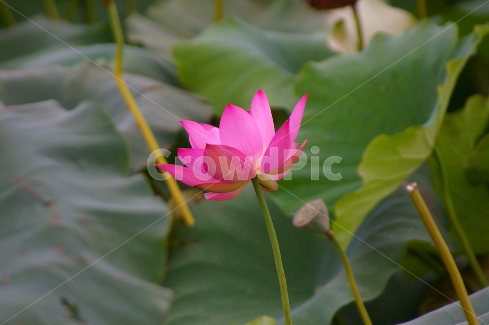 연못,초록,클로즈업,접사,plant,식물,blossom,flower,꽃,연꽃,식물,자연,plants,nature,꽃,flower