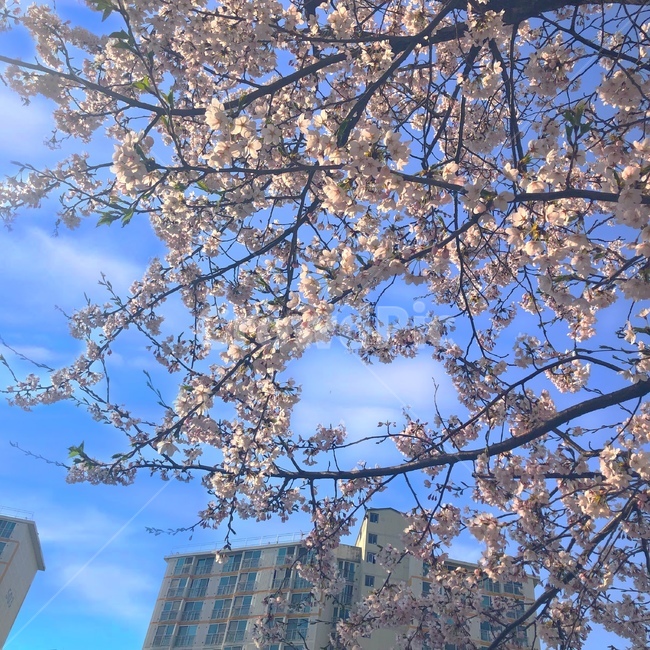 강원도,벚꽃,벚꽃구경,벚꽃나무,벚꽃놀이,sakura,하늘,cherryblossoms,cherryblossom,감성,색깔,보정,색상,색채,채도,색감,color,feeling,colersence,cherryblossoms,pink,cherryblossom