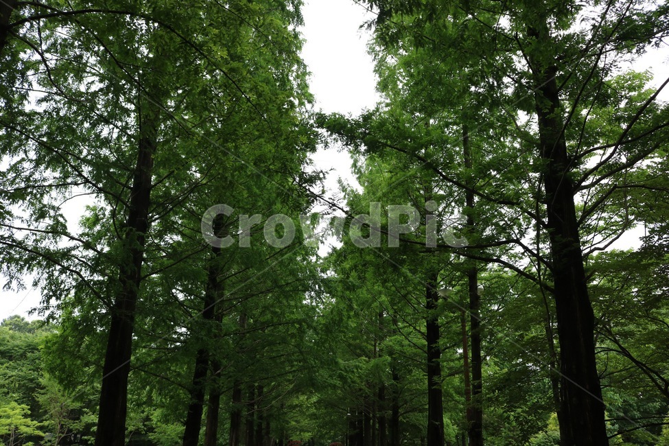 하늘,나무,자연,식물,초록,sky,sora,tree,ki,nature,plants,shokubutsu,green,midori,자연,풍경,nature,landscape,한국자연풍경,한국자연경관,korea nature landscape,식물,plants,나무,trees,wood,plant