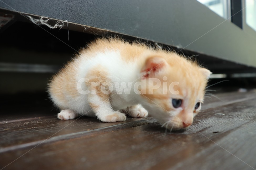 고양이,새끼,새끼고양이,애기,기쁨,힐링,귀여움,행복