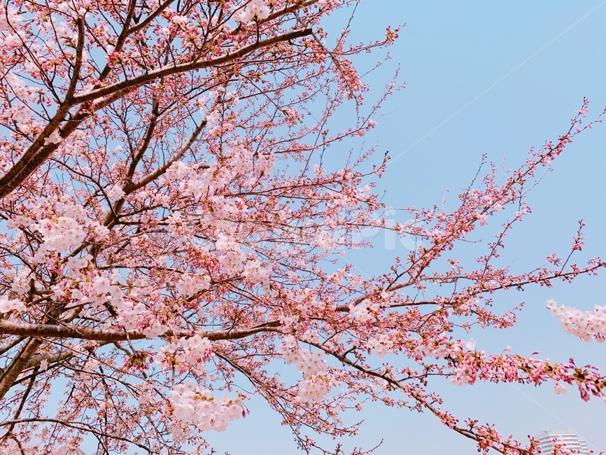 벚꽃,벚꽃나무,봄,하늘,spring,blossom,분홍,풍경