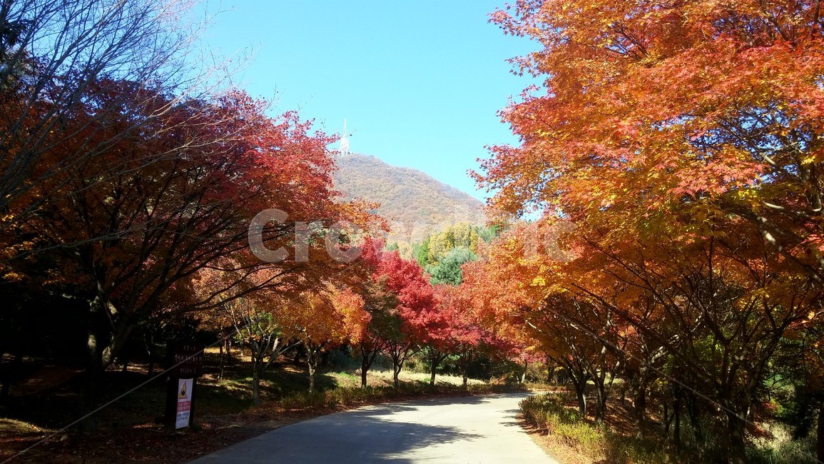 단풍,단풍놀이,단풍길,나무,하늘,산