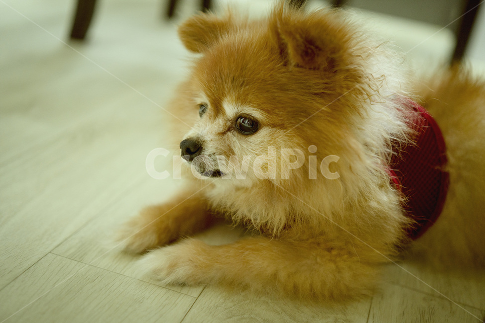 애견,포메라니안,반려견,강아지,반려동물,동물,animal,포유류,mammal,개,강아지,dog,doggy