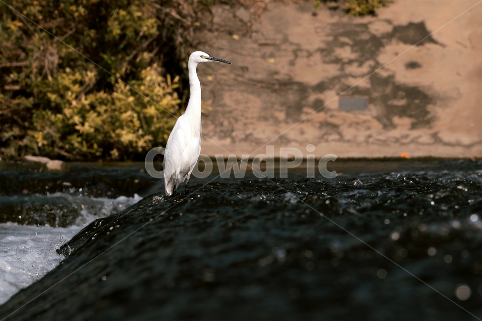 백로,새,조류,야생동물,자연,생태,생태계,whiteheron,egret,bird,animal,동물,animal,조류,새,birds