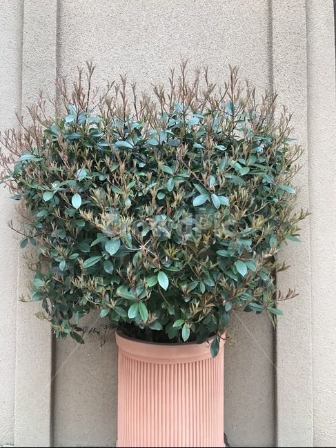 plant,식물,pottedplant,화분,pottery,도기류,jar,항아리,vase,조경,병장식,flowerpot,props,나뭇잎,leaf,인테리어,interior,식물인테리어,landscaping