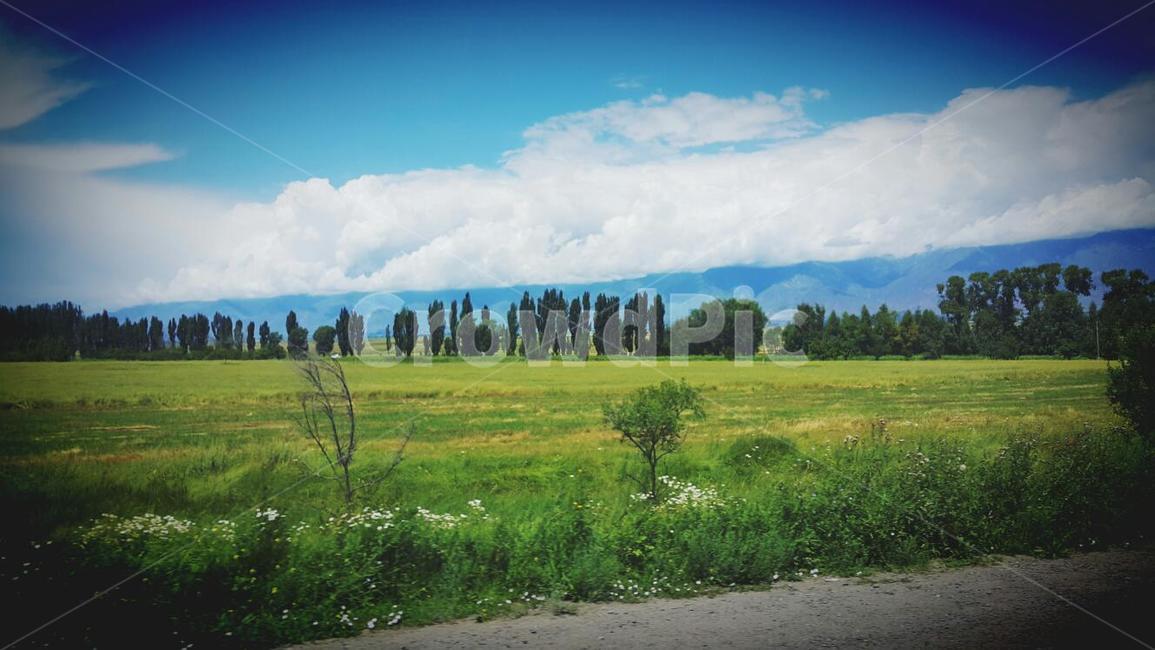 잔디,field,들,outdoors,옥외,grassland,자연,nature,목초지,자연,풍경,nature,landscape