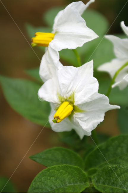 감자꽃,꽃,식물,flower,plant,식물,자연,plants,nature,꽃,flower
