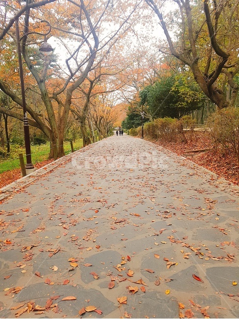 가을,대왕암,낙엽,길,흐림