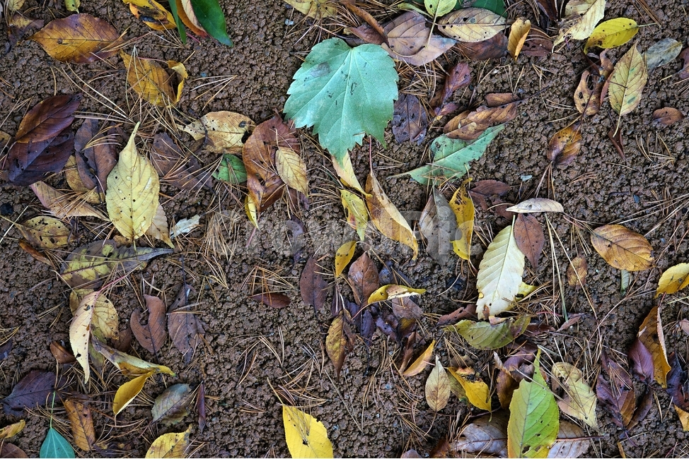 가을,낙엽,외로움,자연,계절,fallenleaves,autumn,nature,가을,계절,fall,autumn,season,ground,바닥,plant,식물,leaf,잎