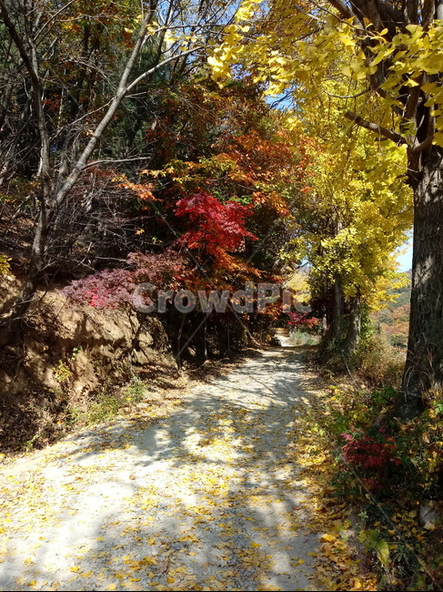 도로,길,등산로,산책로,road,가을,단풍,낙엽,계절