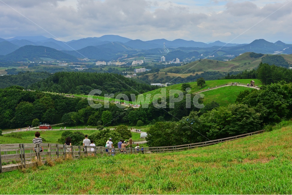 field,들,grassland,outdoors,옥외,nature,강원도,평창,대관령,양떼목장,자연,sheep,양,animal,동물,mammal,포유류,grazing,방목,farm,rural,농촌,meadow,목초지,ranch,농장,pasture,목장,경치,경관,풍경,구름
