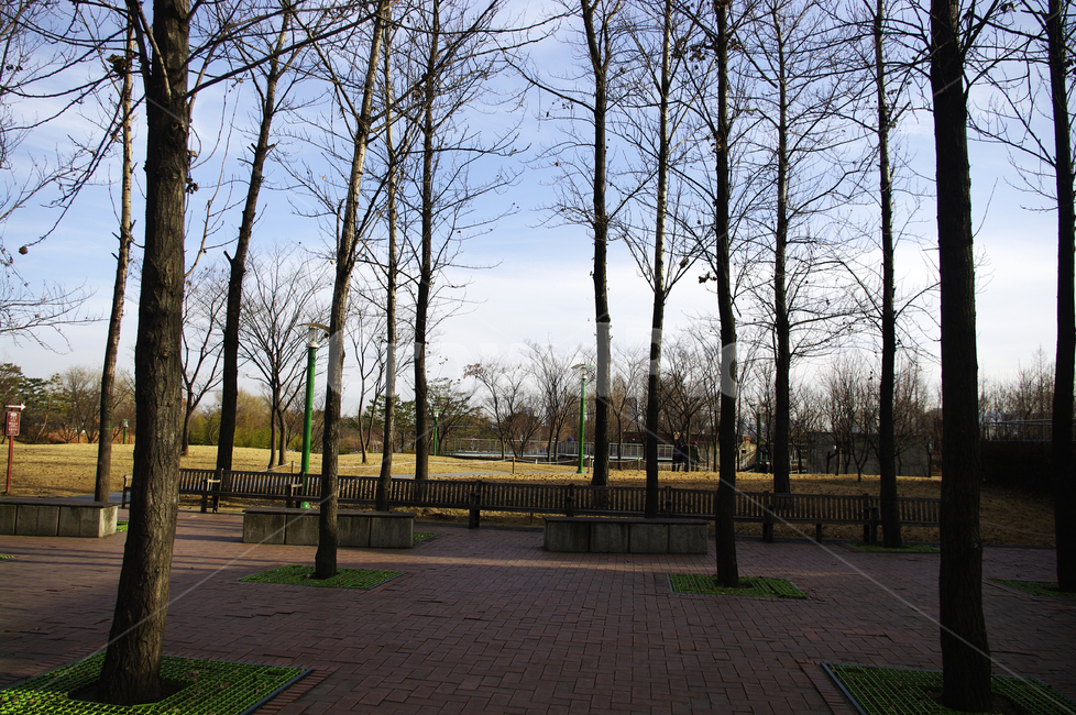 겨울,나무,공원,식물,plant,자연,풍경,nature,landscape,tree,flagstone,판석