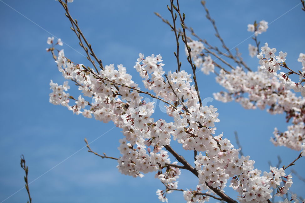 벚꽃,꽃,봄,분홍색,하얀색,갈색,계절,색깔,식물,자연,cherryblossom,pink,brown,white,flower,spring,season,color,plant,nature,봄,계절,spring,season,식물,자연,plants,nature,꽃,flower,blossom