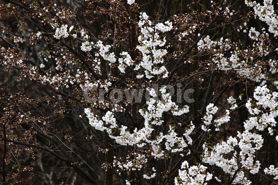 나무,벚꽃,봄,풍경,길거리,식물,꽃,cherryblossom,plant,blossom