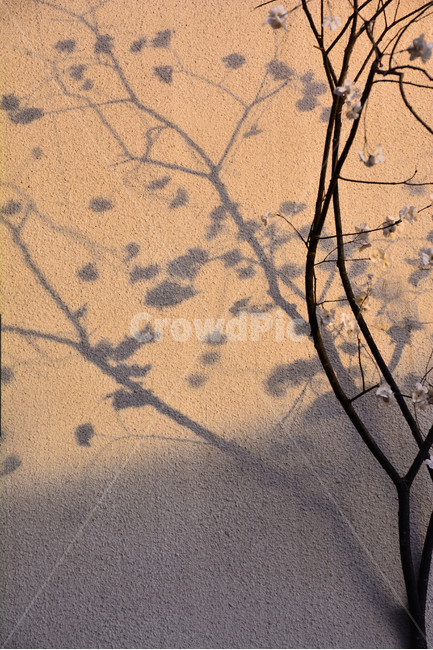 빈티지,감성,그림자,오후,꽃,나뭇가지,늦가을,벽면,vintage,feeling,emotion,sensible,flowers,shadow,light,분위기,느낌,배경,세피아,그레이,회색톤,카페,빈티지느낌,빈티지감성,식물,자연,plants,nature,나무,trees,wood